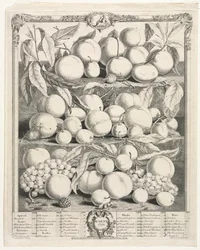 Tizenkét hónapos gyümölcs: 1732. augusztus.