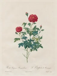 Pompon Pink