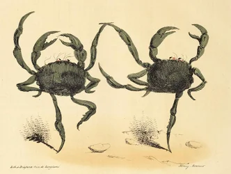 Fantasztikus tánc a La Caricature-ből, kocsma. 1831-es litográfia, 1831.