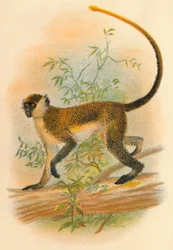 Green Guenon, 1897