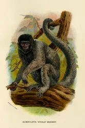 Humboldts gyapjas majom, 1896