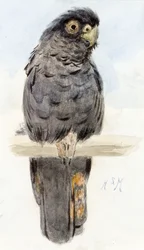 Egy fekete kakadu, kb. 1890