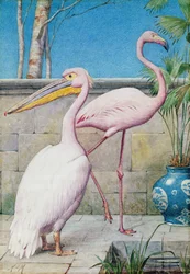Pelikán és flamingó