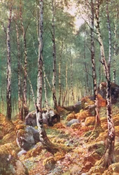 Nyírfa tavasszal, Loch Maree mellett, Ross-Shire (színes litográfia)