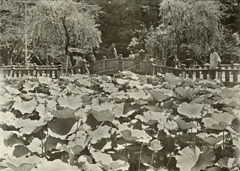 Lótusztó, 1910.