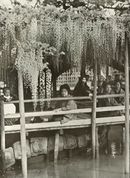 Egy wisteria lugas Kameidóban, 1910.