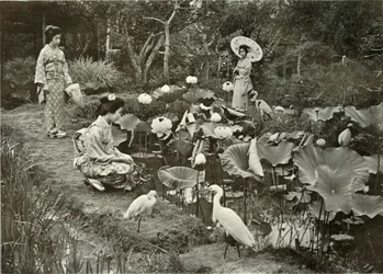 Lotus-Landben, 1910.