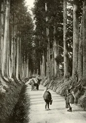 The Cryptomerias at Nikko, 1910.