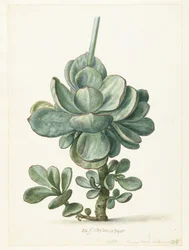 Pozsgás növény (Cotyledon orbiculata?)