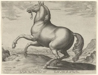 Ló Franciaországból (Gallicus) Gallicvs (cím az objektumon) Lófajták az osztrák Don Juan királyi istállójából (sorozat címe) Equile Ioannis Austriaci Caroli (sorozat címe)