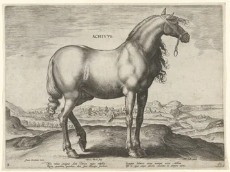 Ló Görögországból (Achivus) Achivvs (cím az objektumon) Lófajták az osztrák Don Juan királyi istállójából (sorozat címe) Equile Ioannis Austriaci Caroli (sorozat címe)