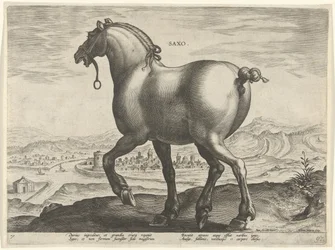 Ló Szászországból Saxo (cím a tárgyon) Lófajták az osztrák Don Juan királyi istállójából (sorozat címe) Equile Ioannis Austriaci Caroli (sorozat címe)