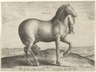 Ló Szicíliából (Siculus) Sicvlvs (cím az objektumon) Lófajták az osztrák Don Juan királyi istállójából (sorozat címe) Equile Ioannis Austriaci Caroli (sorozat címe)