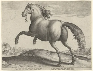 Ló Spanyolországból (Hispanus Alter) Hispanvs (cím az objektumon) Lófajták az osztrák Don Juan királyi istállójából (sorozat címe) Equile Ioannis Austriaci Caroli (sorozat címe)