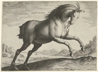Az Equus Regius (a királyi) fajtájú ló Eqvvs Regivs (cím az objektumon) Lófajták az osztrák Don Juan királyi istállójából (sorozat címe) Equile Ioannis Austriaci Caroli (sorozat címe)
