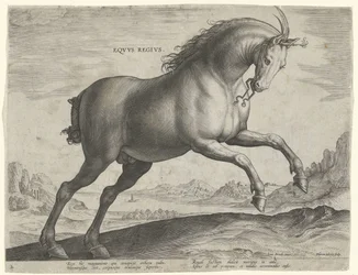 Equus Regius (királyi) fajtájú ló Eqvvs Regivs (cím az objektumon) Lófajták az osztrák Don Juan királyi istállójából (sorozat címe) Equile Ioannis Austriaci Caroli (sorozat címe)