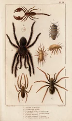 A boltok Amardille-ja, a rühesek Sascopte-ja, a Tarantula, a barlangok Araignee, a Mygale, a Skorpió.