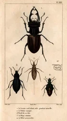 A hím sárkány tetőablak, natúr méret, a Reduve maszk, a közönséges blapok, a proscarabee Meloe in "" Fauna of the doctors or history of animal and products by Hippolyte Cloquet" - 6. kötet - 1825.