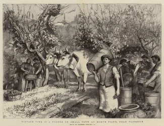 Szüreti idő egy Poderében vagy egy kis farmon Monte Fiano-ban, Firenze közelében