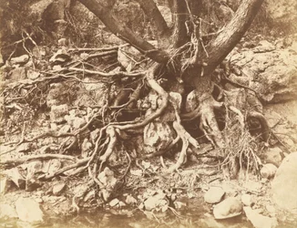 Fa gyökerek gubancával, 1853.