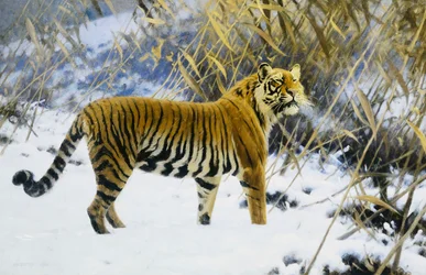 Tigris téli tájon