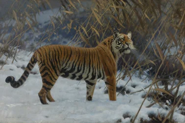""A tigris a hóban"" (A tigris a hóban) Hugo Ungewitter (1869-1944) festménye 1912 Magángyűjtemény