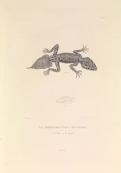 A Gymnodactyle Phyllure