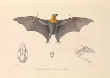 A Hoary Head Rousette