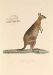 A félérett Thetis