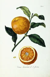 Narancssárga gyümölcs, citrusfélék
