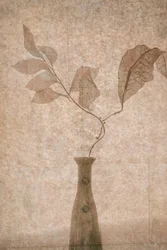 Finom Sepia Botanicals