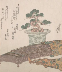 Cserepes fenyőfa és Koto japán hárfa, 19. század.