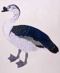 Fésűs kacsa, 1800 körül