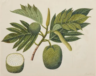 Kenyérgyümölcs virág, lombozat és gyümölcs, 1820 körül (átlátszatlan wc papíron)