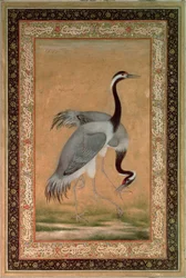 Daruk, Mansur, Jahangir időszak, Mogulok