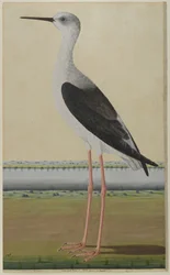 Vízimadár tájban, 1780 körül (átlátszatlan akvarell papíron)