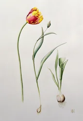 Papagáj tulipán, 1995 (wc)