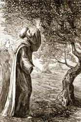 St. Columba a keserű gyümölcsöt édeské változtatja, Mary Cusack (1829-99) a Trias Thaumaturga-ból, avagy Írország három csodatevő szentjéből, amely az 1890-es években jelent meg.