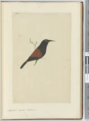 F.18 Bocsármadár. Kakukk. Új-Zéland, 1772-75 (wc)