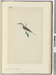 F.23 Kis kakukk. Új-Zéland, 1772-75 (wc)