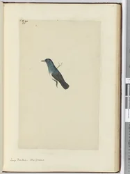 F.25 Nagy fantail. Új-Zéland, 1772-75 (wc)