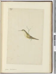 F.28 Kakukk. Új-Zéland, 1772-75 (wc)