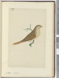 F.29 Durva csőr. Új-Zéland, 1772-75 (wc)