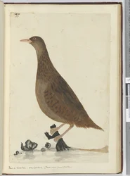 F.33 Sín vagy fa tyúk. Új Zéland. (Kis patakokról táplálkozik), 1772-75 (wc)