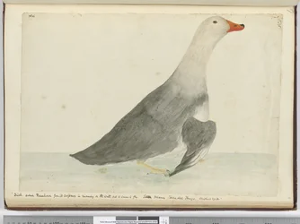F.35 Kacsa Versenylovat hívott a vízen való futás gyorsasága miatt, de nem tud repülni. Staten Island Tierra del Fuego. 29 font súlyú, 1772-75 (wc)