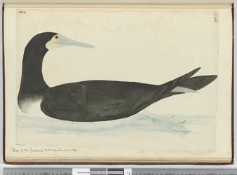 F.46 Új-zélandi kárókatonák, amelyek fákra építik fészkeiket, 1772-75