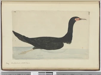 F.48 Kárókatona. Új-Zéland és Staten Island, 1772-75