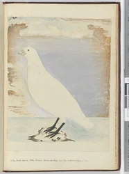 F.51 Egy új madár a Staten Island-i Tierra del Fuego-n 1774. január. Állítólag a parton táplálkozik, 1772-75 (wc)
