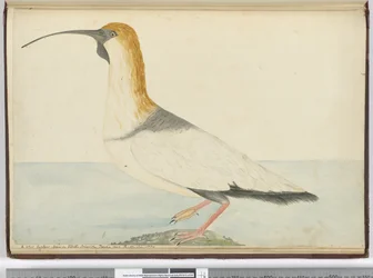F.52 Új göndör. Látva Staten Island-en, Tierra del Fuego-n 1774. január, 1772-75 (wc)