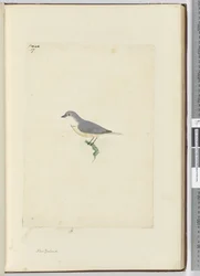 f.17 Azonosítatlan új-zélandi madár, 1772-75 (wc)
